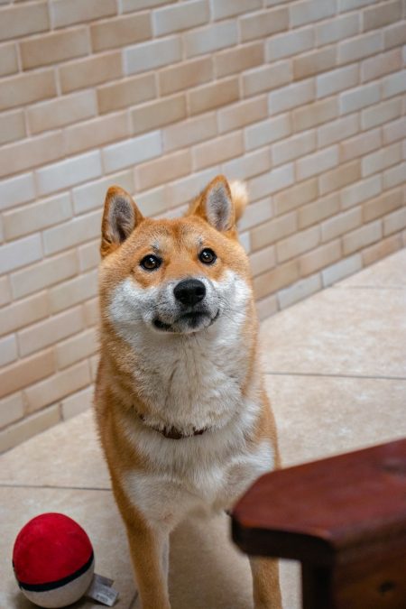 Shiba Inu caramelo (Gabriel Yuji)