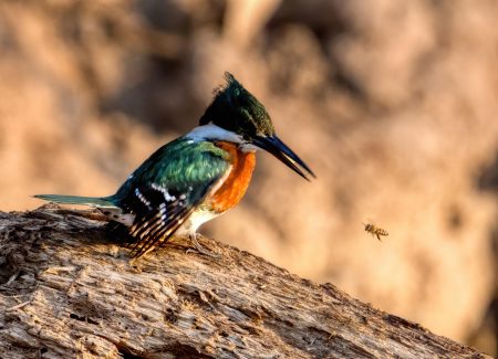 A caça de animais na Amazônia: um desafio complexo amazon wildlife hunting