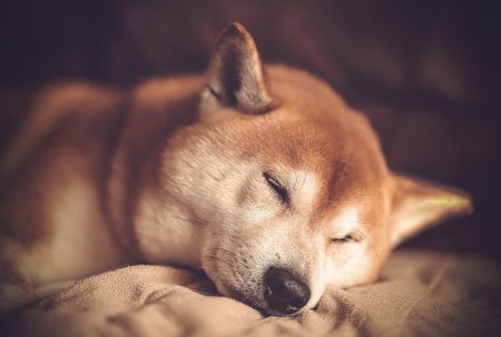Ação do preço de memecoins Dogecoin e Shiba Inu silenciada em feriados dogecoin shiba inu crypto chart