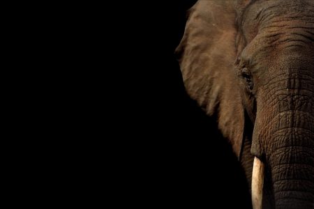 Luto em elefantes: a ciência desvenda a complexidade da dor animal elephant grief