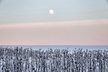 Proteína ausente acelera envelhecimento do sistema imunológico immune system aging