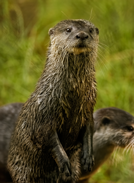 Lontra de garras pequenas desafia pesquisadores no Nepal Oriental small-clawed otter Nepal