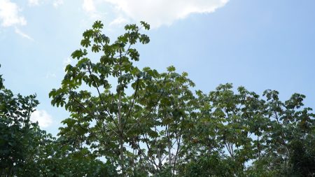 Amazon forest: Four decades of data reveal uneven changes Amazon rainforest trees