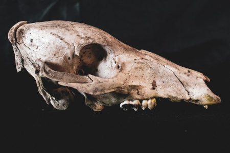 Cráneos de perros de 11.000 años revelan una historia oculta ancient dog skulls