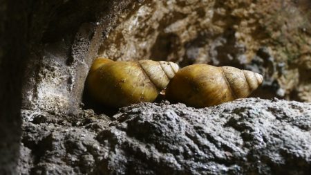 Ancient people’s journey with a wild potato in the Southwest ancient four corners potato