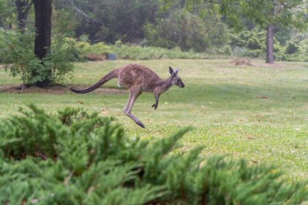 Giant kangaroos hopped short bursts, new study finds ancient giant kangaroo hopping