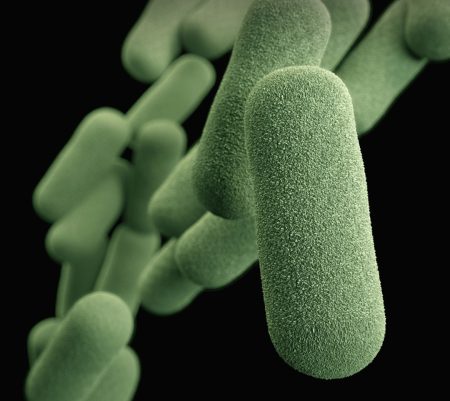 Micróbios benéficos: a ciência invisível que nos mantém saudáveis beneficial microbes