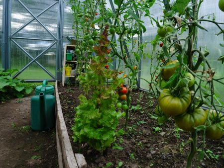 Canaan e a revolução verde da mineração de Bitcoin bitcoin mining greenhouse tomatoes
