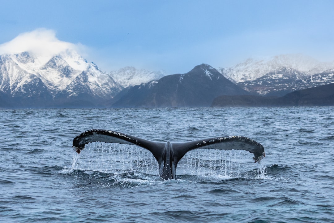 Ballena Bitcoin mueve $85 millones tras 13 años de inactividad bitcoin whale