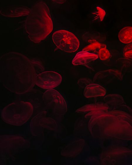 AI system excels in spotting dangerous blood cells blood cells artificial intelligence