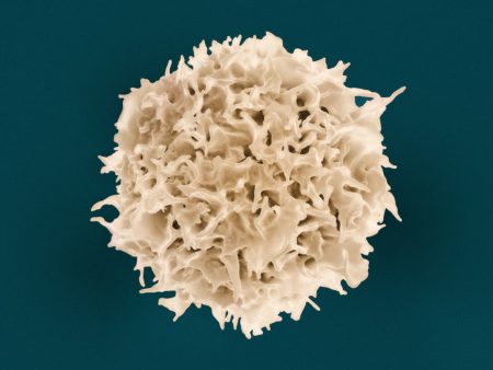 Cancer cell therapy breakthrough: Scientists grow key immune cells cancer cell therapy stem cells
