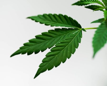 Cannabis for nerve pain: Evidence falls short cannabis nerve pain