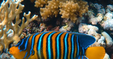 Recifes de coral: potencial para alimentar milhões coral reefs fish