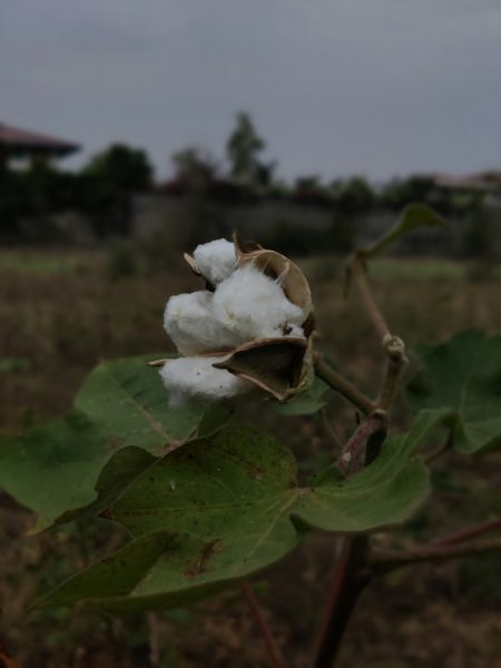 Vírus do algodão devastador permaneceu oculto nos EUA por 20 anos cotton virus