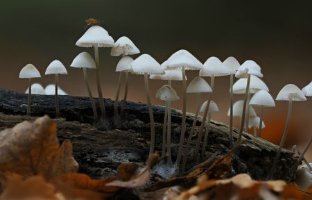 Scientists unlock new weakness in deadly fungi deadly fungi research