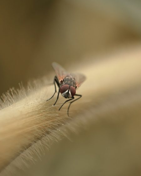 Forest loss fuels mosquitoes’ human bloodlust deforestation mosquitoes human blood