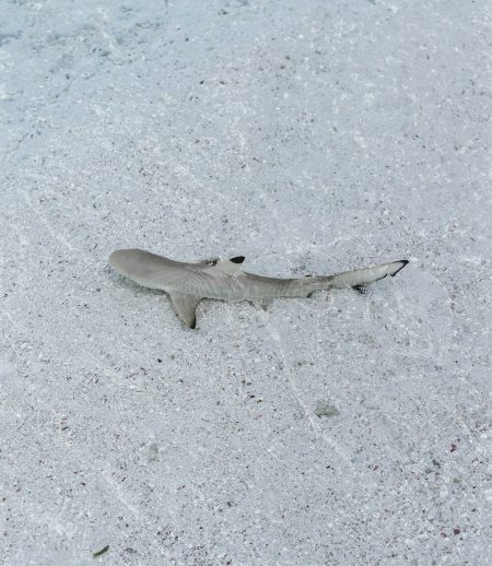 Tubarões andantes quebram regras da reprodução epaulette shark walking