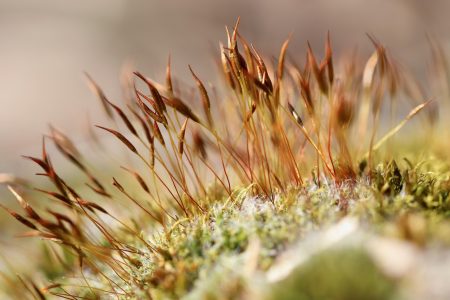 Musgo forense: a planta minúscula que ajuda a desvendar crimes forensic moss
