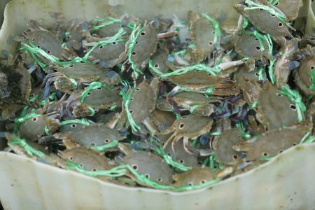 How the frog meat trade fueled a deadly global fungus frog meat trade amphibian fungus