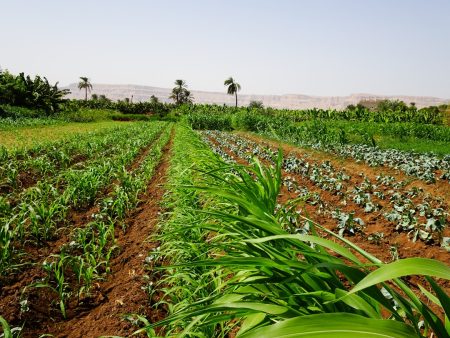 Feeding ten billion people: The path to 2050 global food security challenge