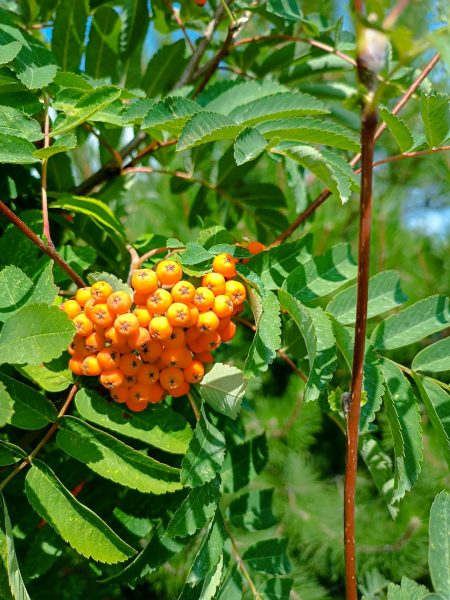 CRISPR transforms wild goldenberry into future crop staple goldenberry fruit plant
