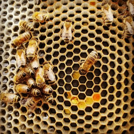 El calor extremo rompe el sistema de enfriamiento de las abejas honey bees extreme heat hive