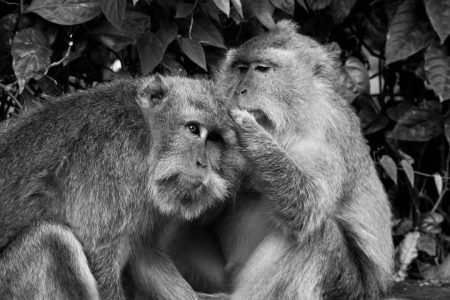 Humans stand out in mammalian monogamy ranking human monogamy mammals study