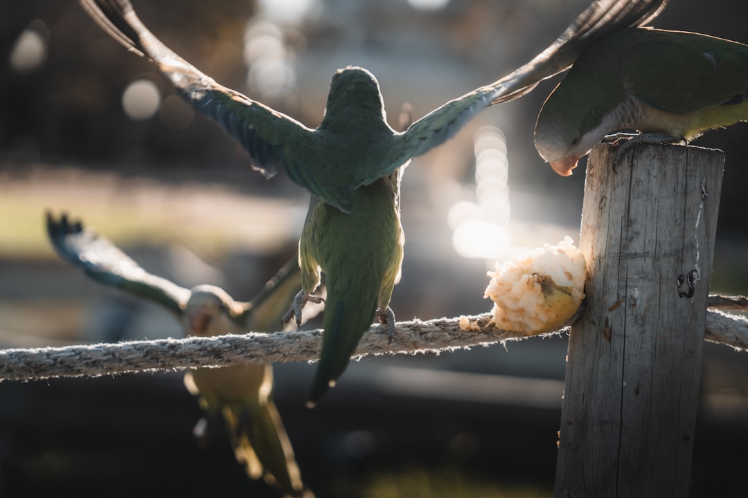 O fruto-do-monge esconde compostos benéficos à saúde monk fruit