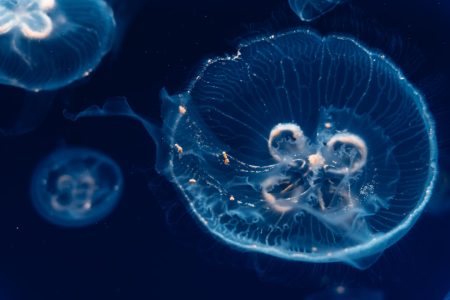 O ferro minúsculo que garante seu oxigênio ocean phytoplankton