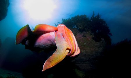 A morte dos oceanos e o surgimento da vida com mandíbula Ordovician extinction marine life