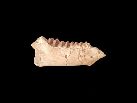 Ancient jawbone redefines early hominin adaptability Paranthropus jawbone fossil