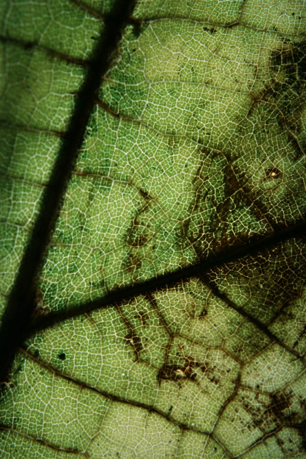 plant stomata microscope