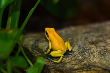 Sapo venenoso enganou cientistas por décadas poison frog