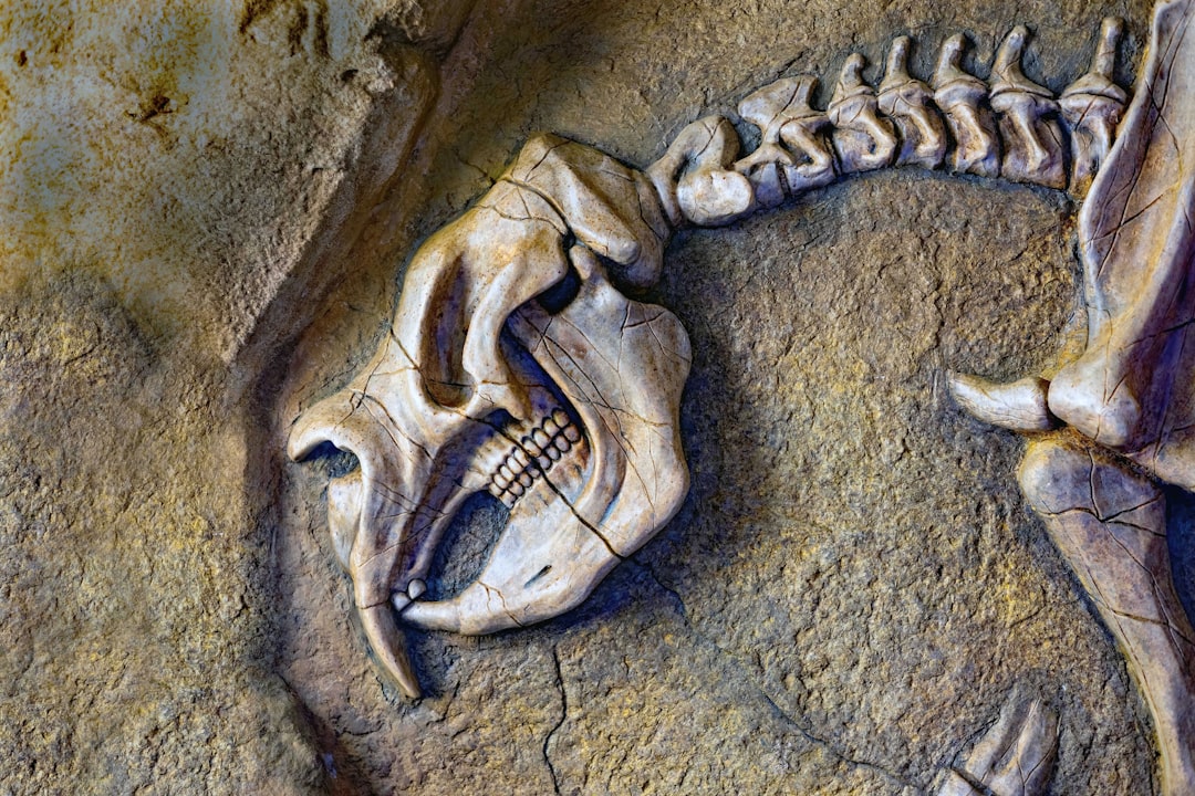 Ancient fossil reveals mammal hearing evolution Thrinaxodon fossil hearing evolution