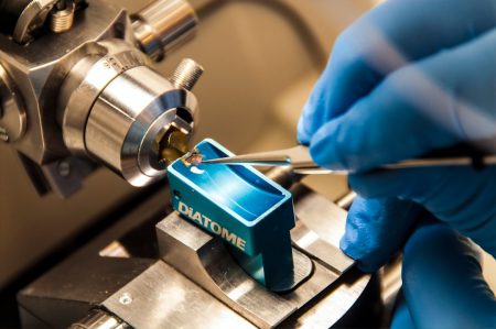 Cientistas transformam tomilho em medicina de precisão thyme precision medicine nanotechnology