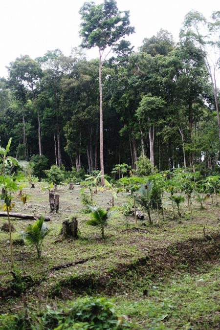 El secreto del suelo que duplica la regeneración forestal tropical forest regrowth soil nitrogen