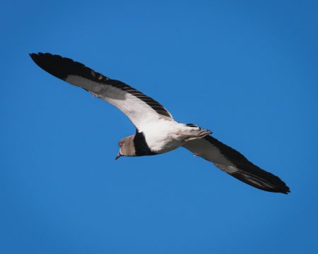 El útero ‘siente’ el parto: descubren cómo sabe cuándo empujar uterus childbirth