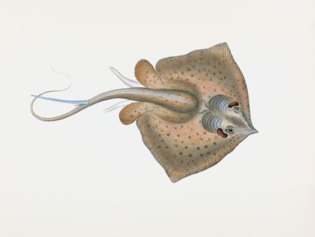 Estimulación del nervio vago: un implante para la depresión resistente vagus nerve stimulation implant