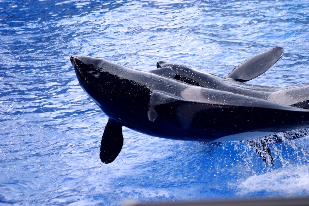 Unknown viruses found in Caribbean whales and orcas whales orcas caribbean